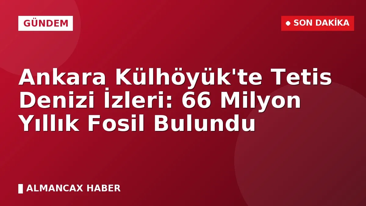 Ankara Külhöyük'te Tetis Denizi İzleri: 66 Milyon Yıllık Fosil Bulundu