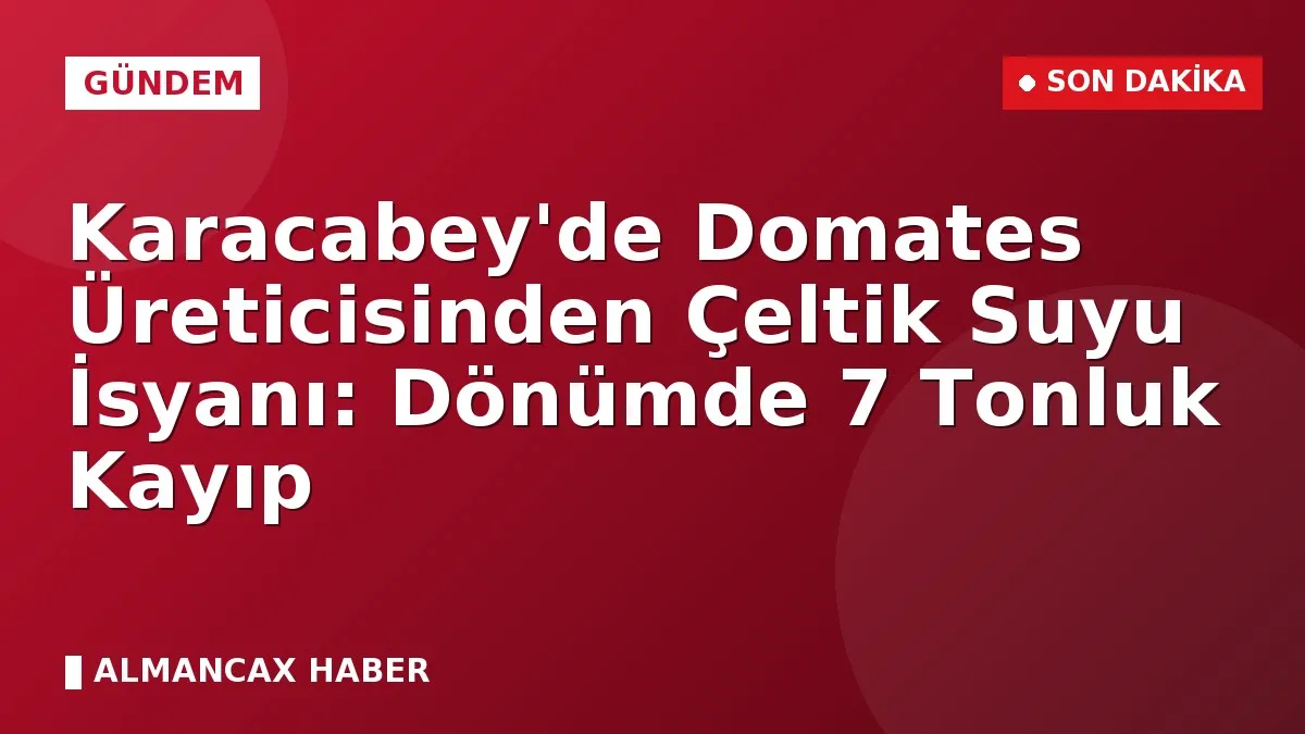 Karacabey'de Domates Üreticisinden Çeltik Suyu İsyanı: Dönümde 7 Tonluk Kayıp