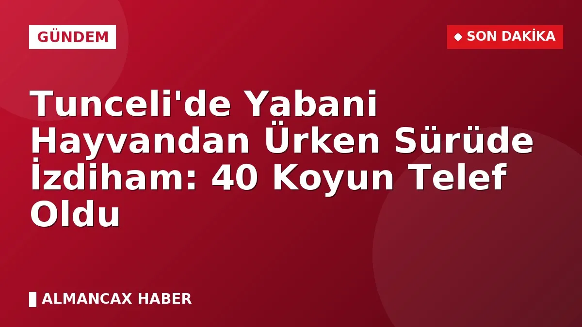 Tunceli'de Yabani Hayvandan Ürken Sürüde İzdiham: 40 Koyun Telef Oldu
