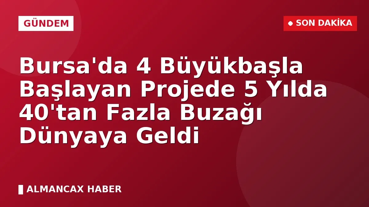 Bursa'da 4 Büyükbaşla Başlayan Projede 5 Yılda 40'tan Fazla Buzağı Dünyaya Geldi