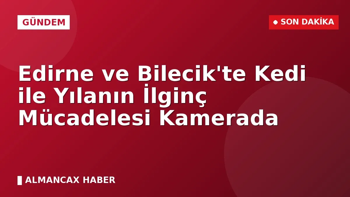 Edirne ve Bilecik'te Kedi ile Yılanın İlginç Mücadelesi Kamerada