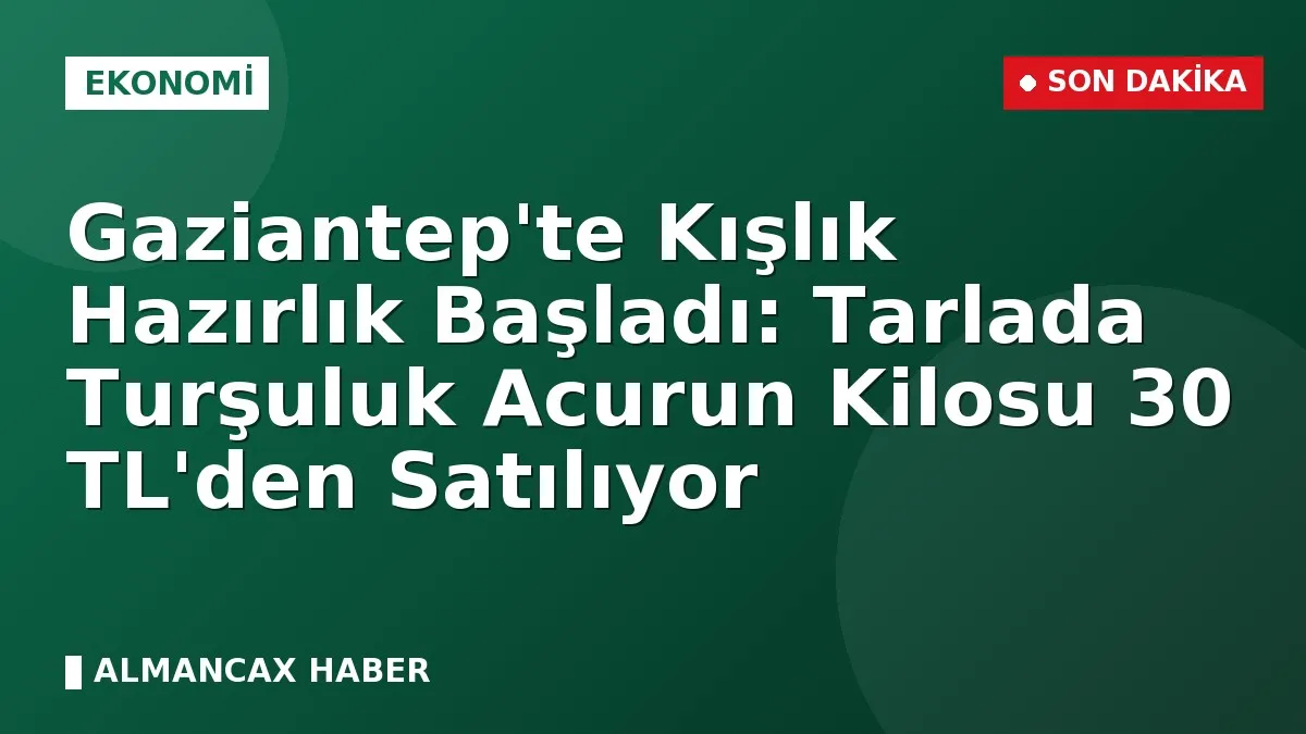 Gaziantep'te Kışlık Hazırlık Başladı: Tarlada Turşuluk Acurun Kilosu 30 TL'den Satılıyor