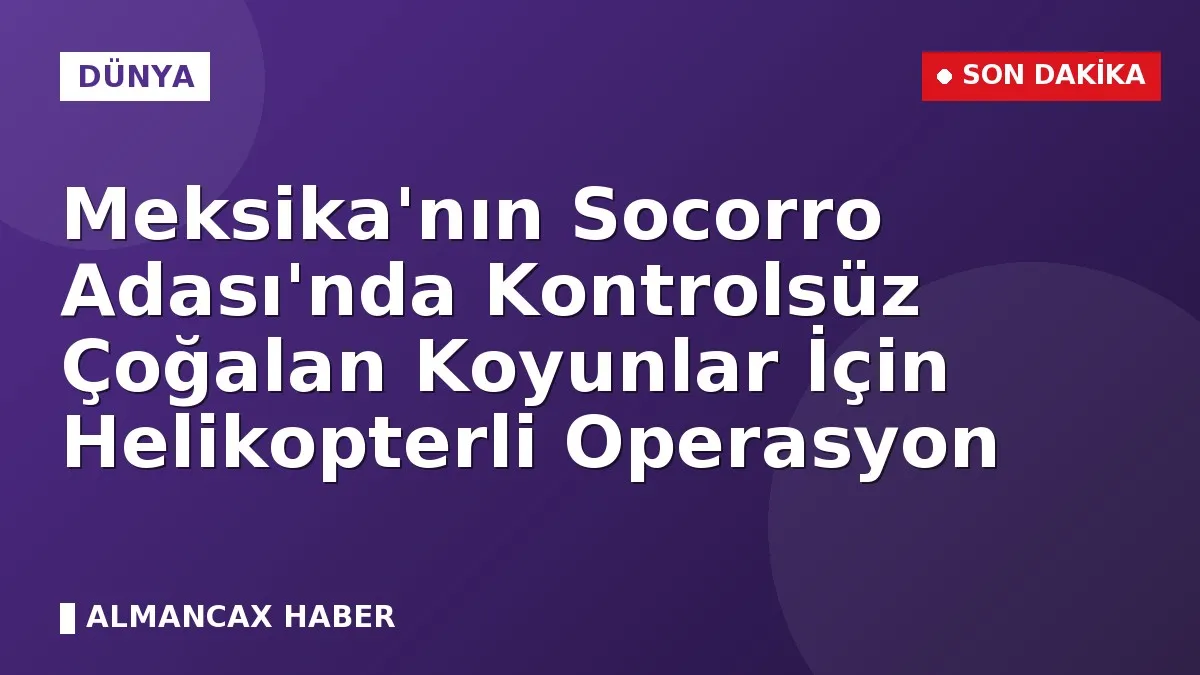 Meksika'nın Socorro Adası'nda Kontrolsüz Çoğalan Koyunlar İçin Helikopterli Operasyon