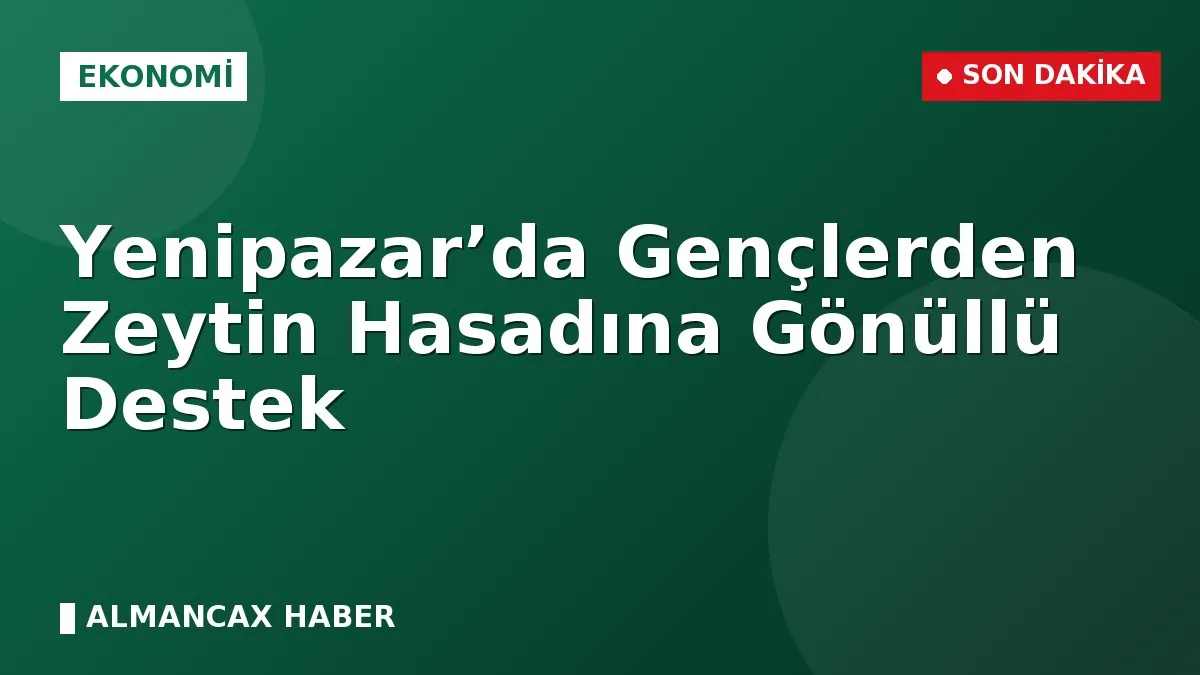 Yenipazar’da Gençlerden Zeytin Hasadına Gönüllü Destek